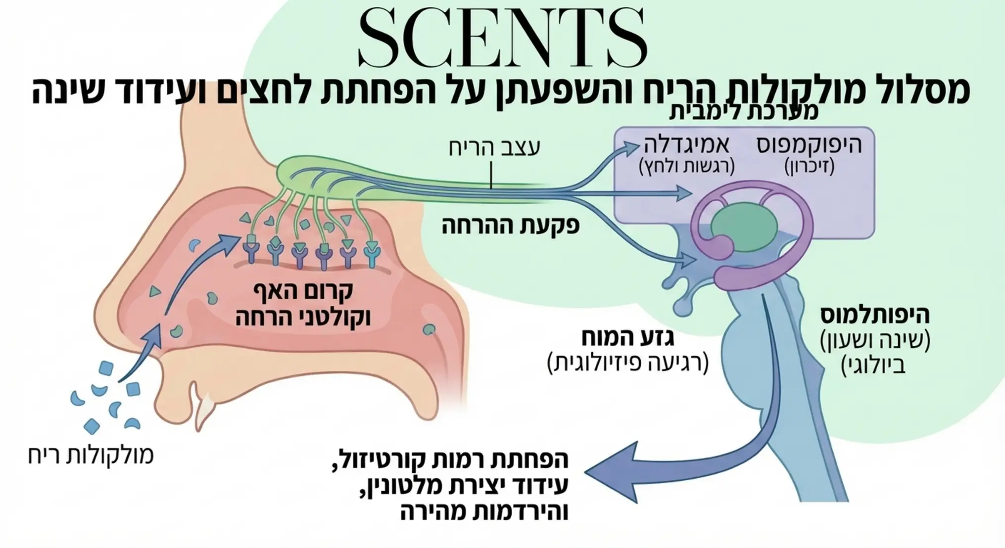 אינפוגרפיקה המציגה את מסלול מולקולות הריח אל קולטני ההרחה באף ועד לאזורים במוח האחראים על הפחתת לחצים ועידוד הירדמות מהירה