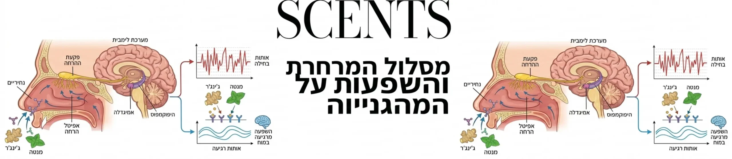 אינפוגרפיקה המציגה את מסלול ההרחה מנחירי האף ועד למערכת הלימבית במוח, עם הדגמה של כיצד מולקולות ריח של ג'ינג'ר ומנטה מרגיעות את האותות החשמליים הגורמים לבחילה