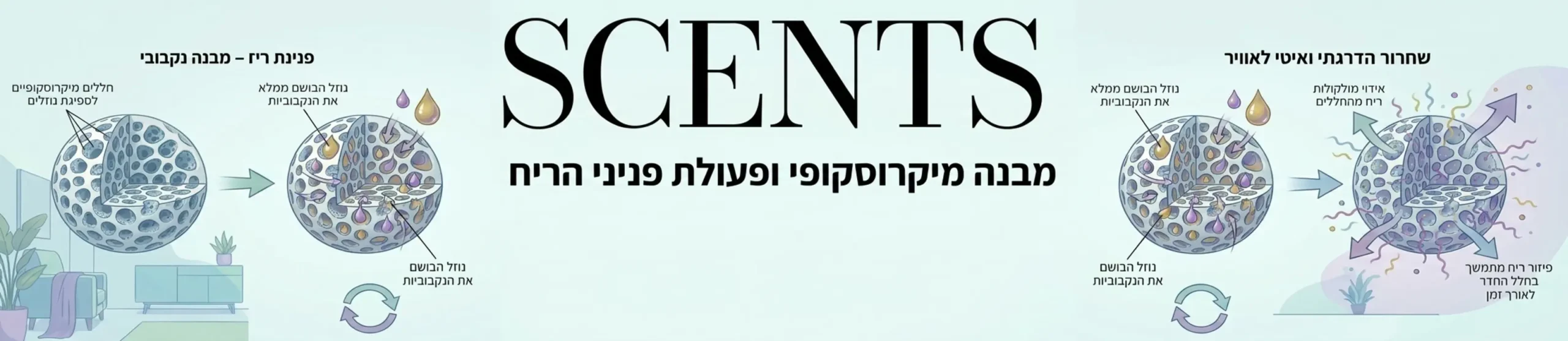 אינפוגרפיקה המדגימה את המבנה המיקרוסקופי של פניני הריח וכיצד הן סופגות לתוכן את תמציות הבושם ומשחררות אותן באופן הדרגתי ואיטי לאוויר החדר