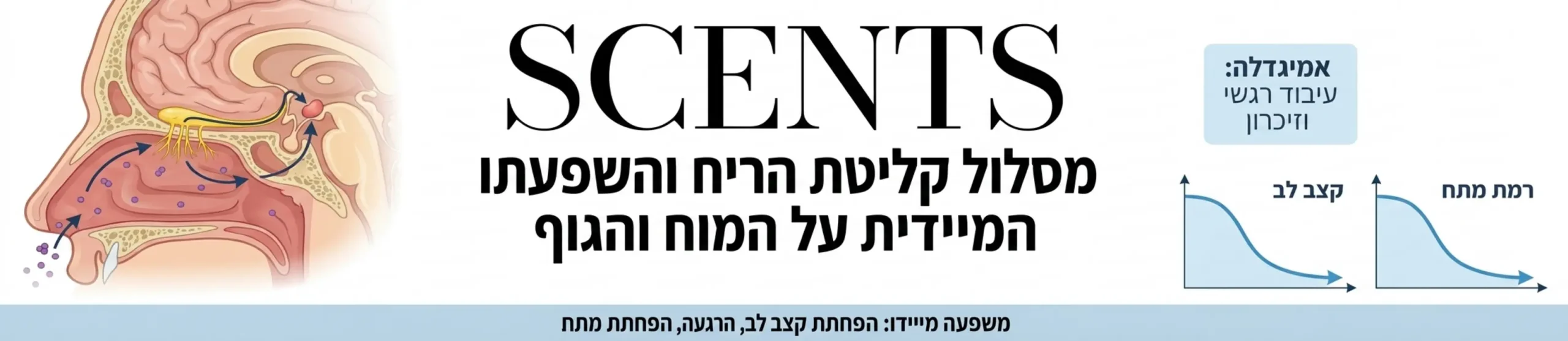 אינפוגרפיקה מקצועית המציגה את מסלול קליטת הריח באף האנושי מעבר העצבים לאזור האמיגדלה במוח וההשפעה המיידית על הורדת קצב הלב והפחתת מתח