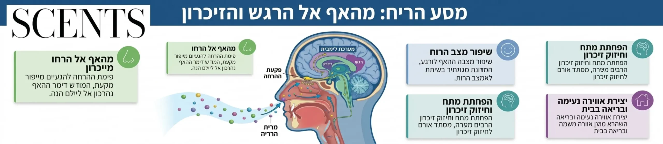 אינפוגרפיקה מקצועית ומעוצבת המציגה את הקשר בין חוש הריח למוח האנושי. האינפוגרפיקה מציגה חתך של הראש עם חיצים המראים כיצד חלקיקי הריח נכנסים דרך האף, מגיעים לפקעת ההרחה, ומשם עוברים ישירות למערכת הלימבית במוח האחראית על רגש וזיכרון. בצדדים מופיעים הסברים קצרים על היתרונות של פיזור ריח קבוע בחלל המגורים