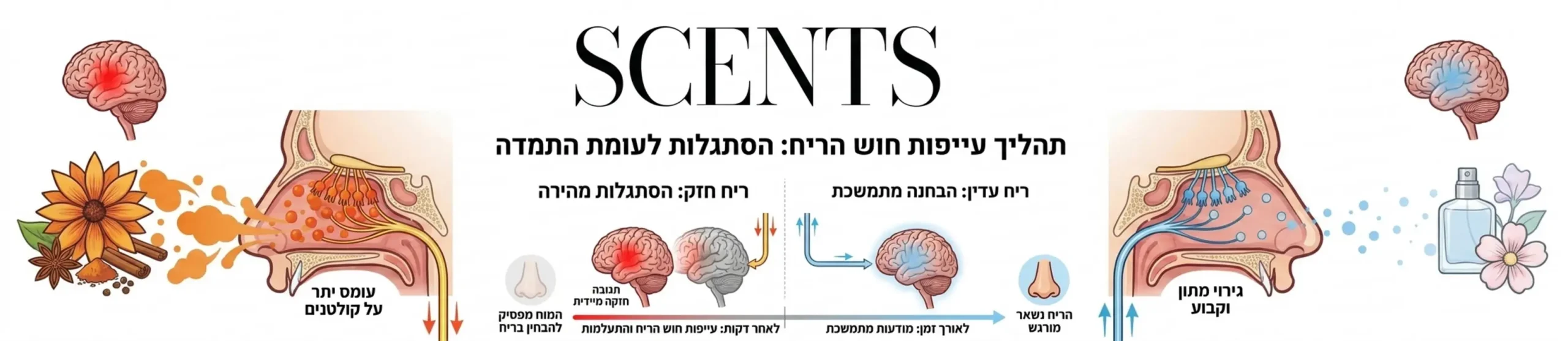 אינפוגרפיקה המציגה את התהליך של עייפות חוש הריח כיצד האף והמוח מתרגלים לריח חזק תוך מספר דקות ומפסיקים להבחין בו לעומת חשיפה לריח עדין שנשאר מורגש לאורך זמן