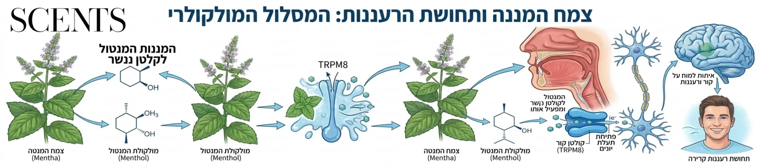 אינפוגרפיקה המציגה את צמח המנטה ואת האופן שבו המולקולות שלו נקשרות לקולטני הקור בגוף האדם תוך יצירת תחושת רעננות