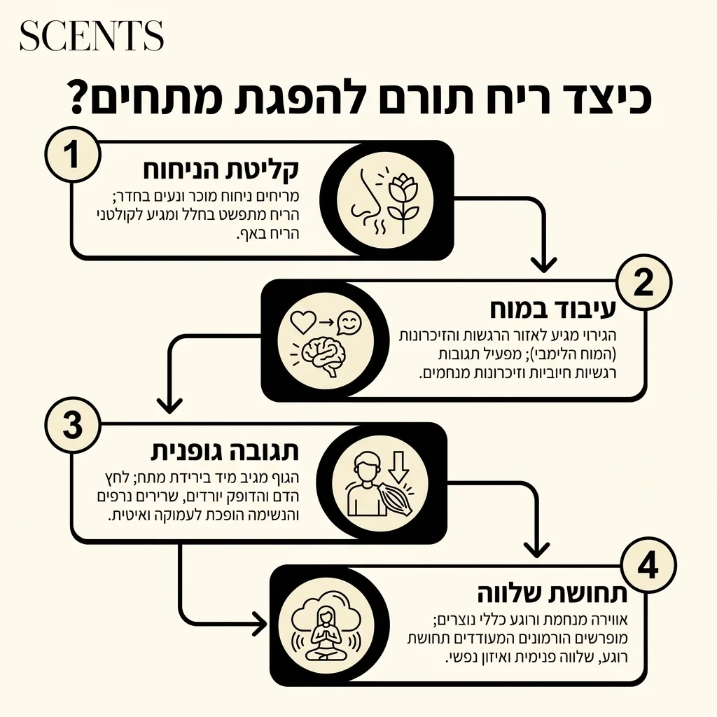 אינפוגרפיקה — כיצד ריח תורם להפגת מתחים?: קליטת הניחוח, עיבוד במוח, תגובה גופנית, תחושת שלווה